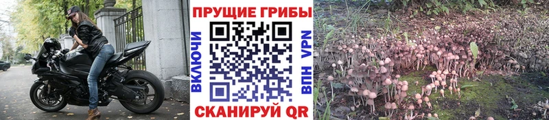 Псилоцибиновые грибы Cubensis  купить наркотик  Кириллов 